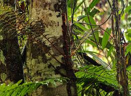 Image result for Lomariopsis warneckei