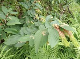 Image result for Flemingia strobilifera