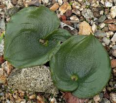 Image result for Eriospermaceae