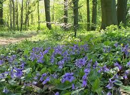 Wildstauden In Garten Und Natur Fruhjahr In Mecklenburg Wildblumenwiese Bodendecker Garten