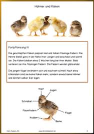 Huhner Und Kuken Kukenaufzucht Huhner Haustiere