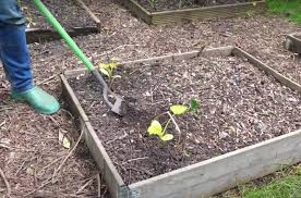 We did not find results for: How To Get Rid Of Garden Weeds Naturally The Old Farmer S Almanac