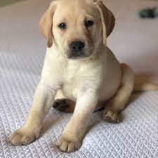 Silver lab puppies in texas. Lab Puppies For Sale Texas Home Facebook