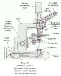 Twin towers cartoon drawing drawing tutorial easy. The Compound Light Microscope