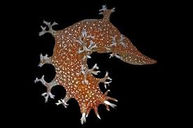 Image result for Tritonia