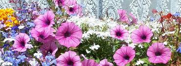 Une sélection de plantes en fleurs du printemps à l'automne, pour des jardinières fleuries qui durent longtemps. Jardinieres Fleuries Faire Ses Jardinieres Entretien Des Jardinieres