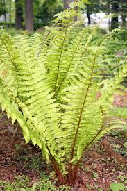 Image result for Dryopteris kilemensis