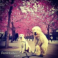 Pet Arkadas Petarkadas Com Kopek Kedi Kus Balik Kemirgen Ve Surungen Yani Tum Evcil Hayvanlarin Pet Sitesi Pet Arkadas Petbul Da Yuva Araya Animals Dogs