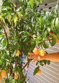 Apa apa jer boleh, buah kundang yang saya panggil buah gemia, betik yang tak berapa masak, mangga semua dimakan secara cicah colek. Pokok Buah Kundang Siam Buah Master Gardener Putrajaya Facebook