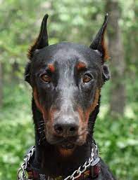 See full list on dobermanrescue.org Legend Black Doberman Waiting For Adoption With North Texas Doberman Rescue Black Doberman Doberman Rescue Doberman