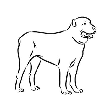 Selected for their abilities to destroy predators, and praised for their power and stamina, central asians used these dogs as livestock guardians and later have transformed them into the working dogs for personal protection use or a guardian dog. Alabai Stock Photos And Images 123rf