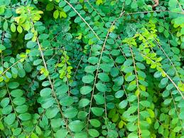 Image result for Phyllanthus tenellus