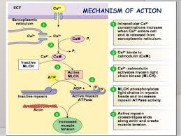 Maybe you would like to learn more about one of these? Basic Anatomy And Physiology Physiology Anatomy And Physiology