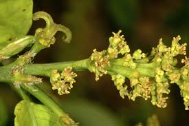 Image result for Sclerocroton