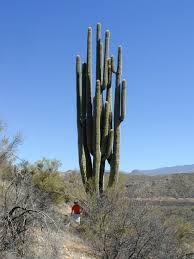 As the largest cactus species in the us, a mature saguaro weighs tons varying somewhere around 4,000 to 6,000. The Grand One World S Tallest Saguaro Dan Sorensen