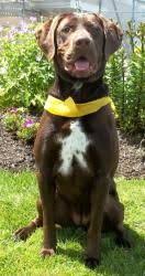 Ellie Is An Adoptable Chocolate Labrador Retriever Dog In Ocean Shores Wa Hi My Name Chocolate Labrador Retriever Labrador Retriever Dog Labrador Retriever