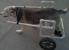 Measure your pet and cut pieces of pvc pipe to the length, height and width needed for your dog's wheelchair. How To Build A Dog Wheelchair Make Build Dog Stuff