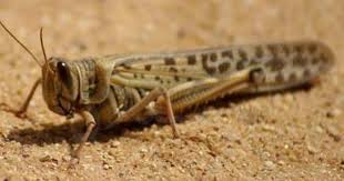 صور و فيديو وصول الجراد الى الكويت اخبار نكشات Animals Egypt Moth