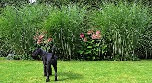 Moderner garten mit gräsern und stauden trittplatten im rasen und … Pin Von Zdenka Svondrkova Auf Zaun Garten In 2020 Hortensien Garten Garten Bepflanzen Garten