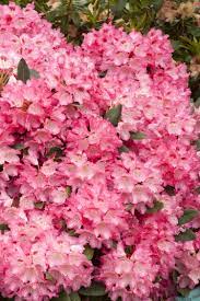 Anna Rose Whitney Rhododendron Rhododendron Anna Rose Monrovia Plants