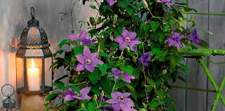 Give it good air circulation; Faqs Raymond Evison Clematis