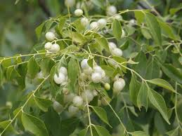 Image result for Clausena