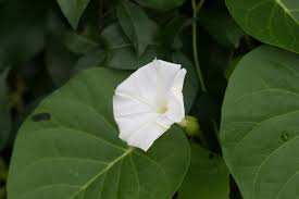 Image result for Ipomoea violacea