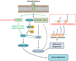 The ribosome facilitates decoding by inducing the binding of complementary trna anticodon sequences to mrna codons. Ijms Free Full Text Translation Stress Regulates Ribosome Synthesis And Cell Proliferation Html