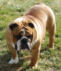 Peres Hot Rod Lincoln Bulldog Animals Dogs