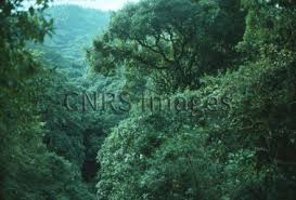 Image result for Syzygium staudtii