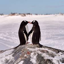 Birds That Look Like Penguins But Aren T Oceana On Instagram Love Is In The Air For These Penguins Gentoo Penguins Are Known To Mate For Life And Even Propose T Penguins Animals Cute Penguins