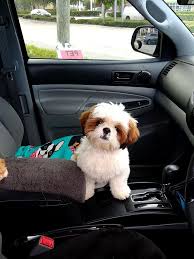 2021 satilik shih tzu fiyatlari panosundaki pin