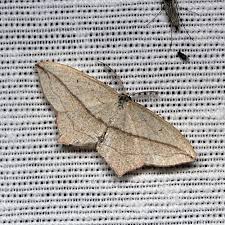 Image result for Timandra griseata