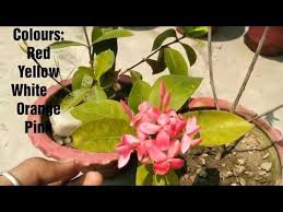 46 Ixora Plant Care Hindi Youtube In 2020 Plant Care Plants Care