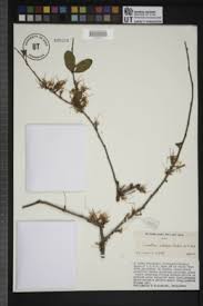 Image result for Oncocalyx bolusii