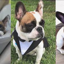 Fundraiser for Priscilla Abraham by Alyssa Oliveira : Help Theo the  Frenchie Fight IVDD
