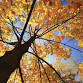 Autumn Visitor Day (dog free) event image
