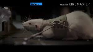 Calvin was later found and retrieved by six crew members aboard the international space station. Calvin Eats The Lab Rat Life Movie Clip Teaser Scenes 3 2017 Life I 2017 R 104 Min Horror Sci Fi Thriller Movie Clip Sci Fi Thriller Life Movie 2017