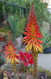 Image result for Aloe bicomitum