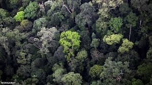Biome Most Tropical Rainforest In Asia Is Found In Indonesia On Scattered Islands The Malay Peninsula Malaysi Rainforest Nature Photos Tropical Rainforest