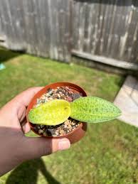 Image result for Drimiopsis botryoides