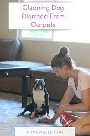 During the waiting time, make sure that no one is walking over the carpet as this could move the baking soda away from the spot it is supposed to work on. How To Clean Dog Diarrhea From Your Carpet Homeviable