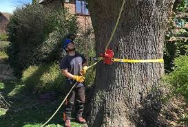 Match to a pro today · project cost guides · free estimates How To Remove A Large Tree Stump From Your Property Delta Design Lead To Decoration