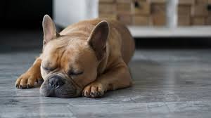 Most of us would agree that there's no better season than summer! The Lifespan And Health Conditions Of French Bulldogs And Labrador Retrievers