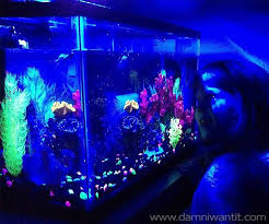 Time To Upgrade From That Ordinary Fish Tank And Bring In Some Light With This Tetra Aquarium Which Glows In The Dark Thanks Glow Fish Glofish Aquarium Glofish