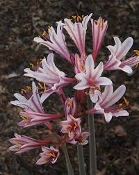 Perennials That Start With The Letter L Plant Delights Nursery Plants Dry Shade Plants Deer Resistant Plants