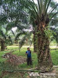 Find malaysia palm oil manufacturers on exporthub.com. Malaysia S Palm Oil Growers Fall On Hard Times Cna
