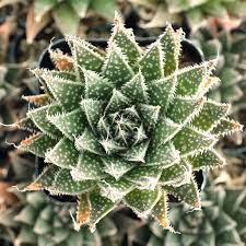 Image result for Aloe carnea