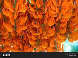 This vine is growing up in a bush in front of pangie's home. Orange Flower Name Red Image Photo Free Trial Bigstock