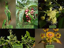 Image result for Cavacoa